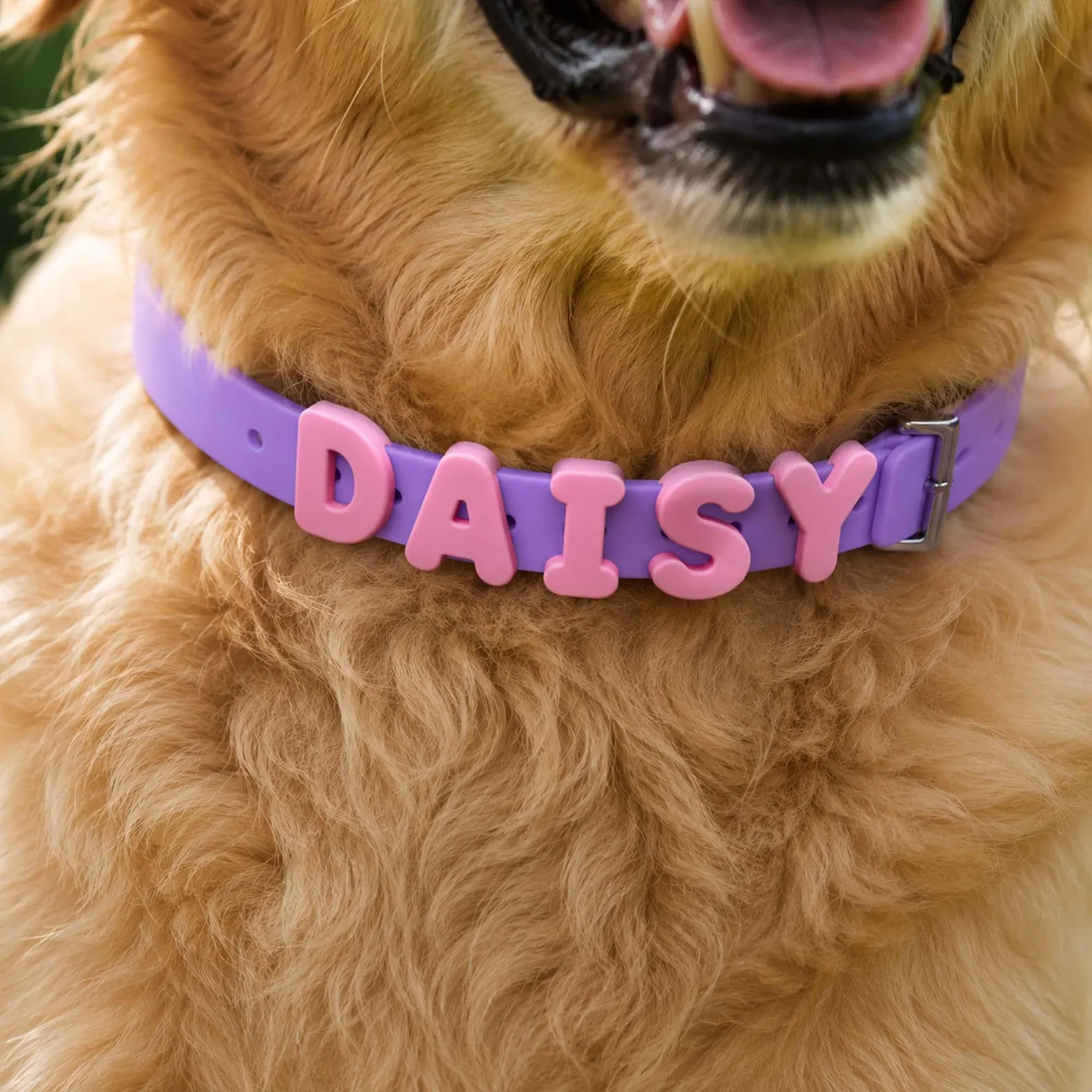 Close-up of Daisy's purple collar with pink letters